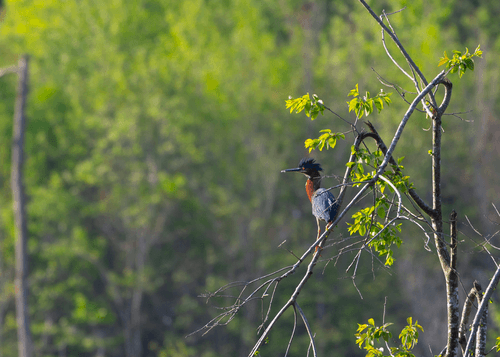 Green Heron