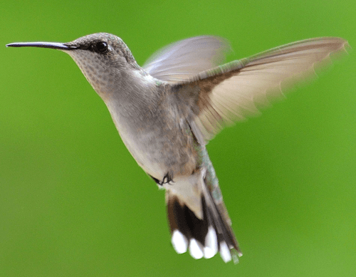 Hummingbird Photography