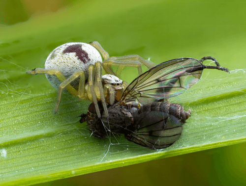 Spider Portrait Lois