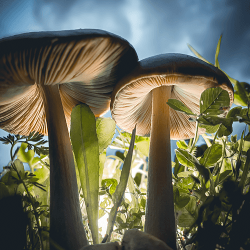 Mushrooms