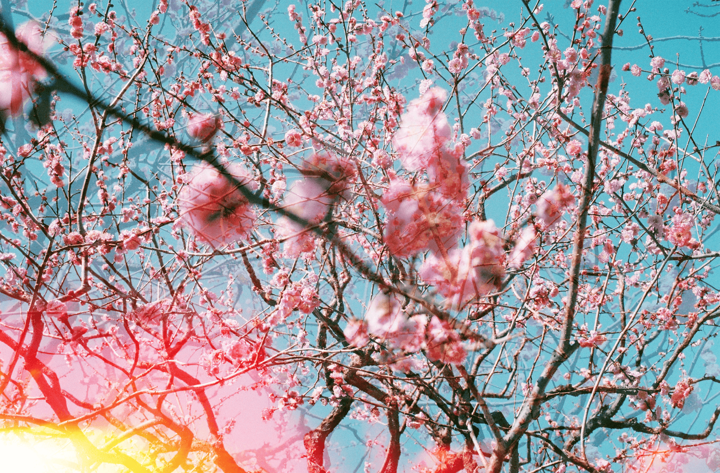 Breath of Spring | 春の息吹 #106/133