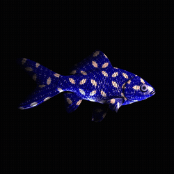CryptoFish #4254
