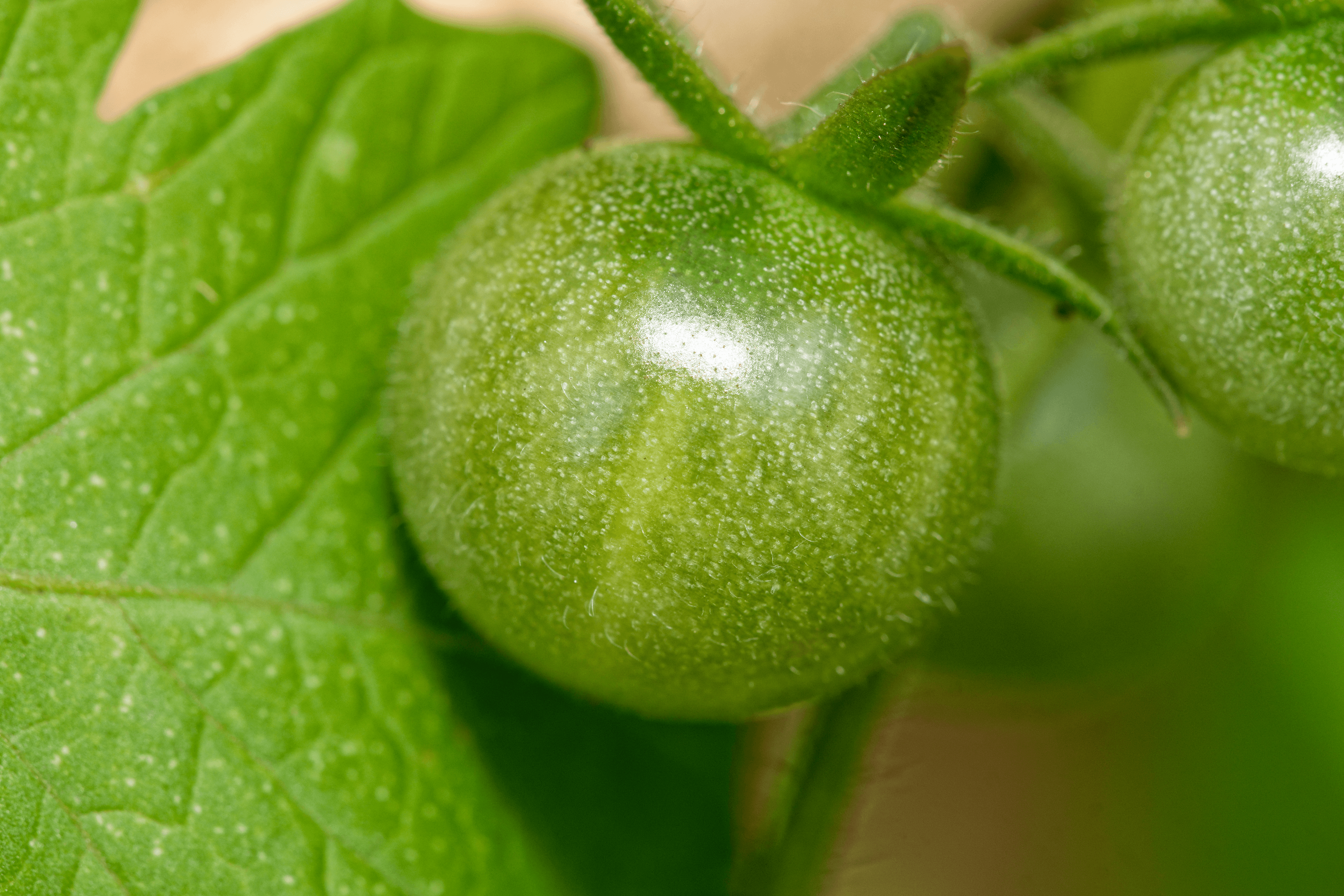 Macro unripe tomato