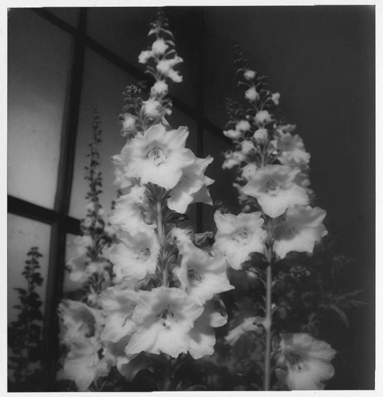 Delphinium, Instant Photo (polaroid), 1975