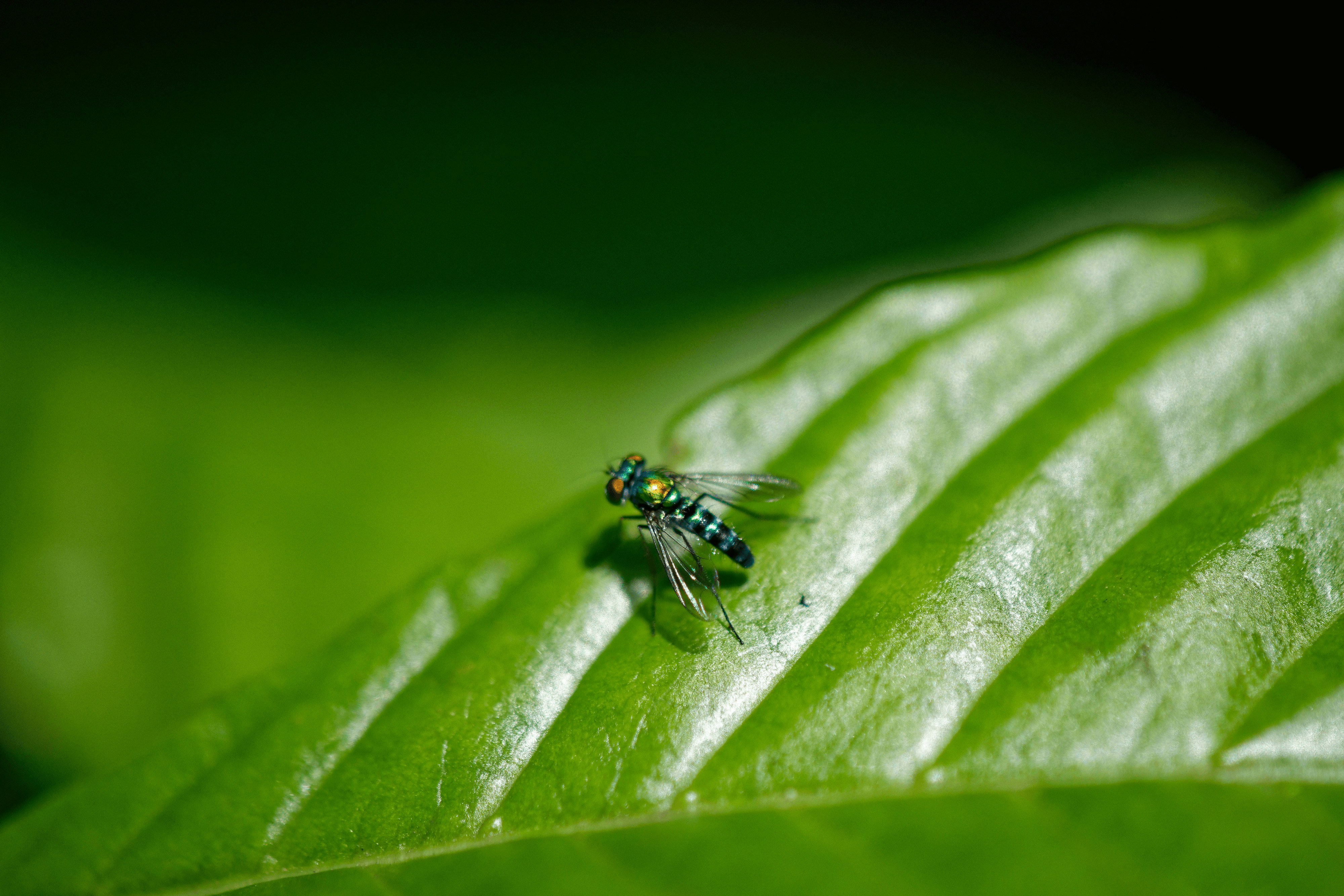 Macro of fly