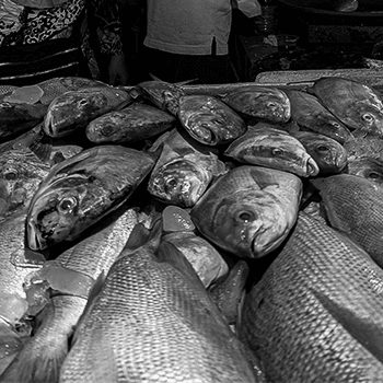 Traditional Fish Market Life (Black and White Photos)