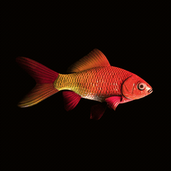 CryptoFish #3617