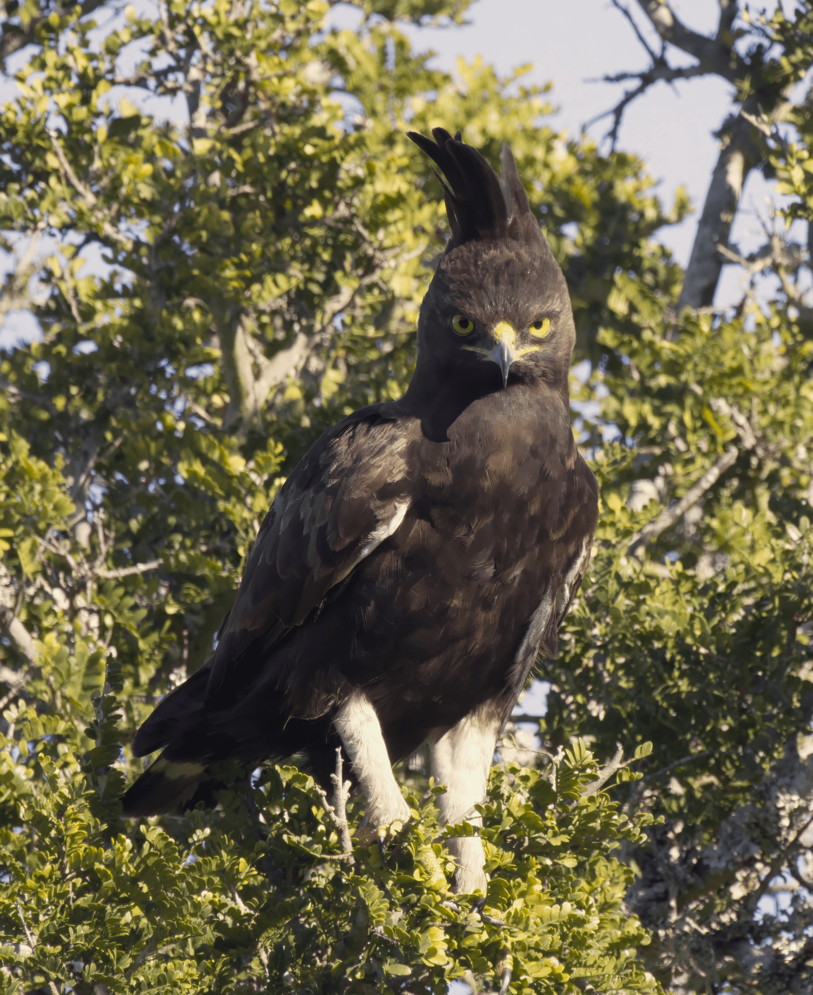 Eyes of Wisdom: Long Crested Eagle's Gaze