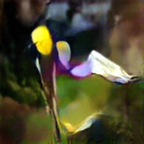 Evolved Hallucinations 24