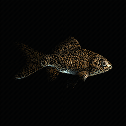 CryptoFish #3646