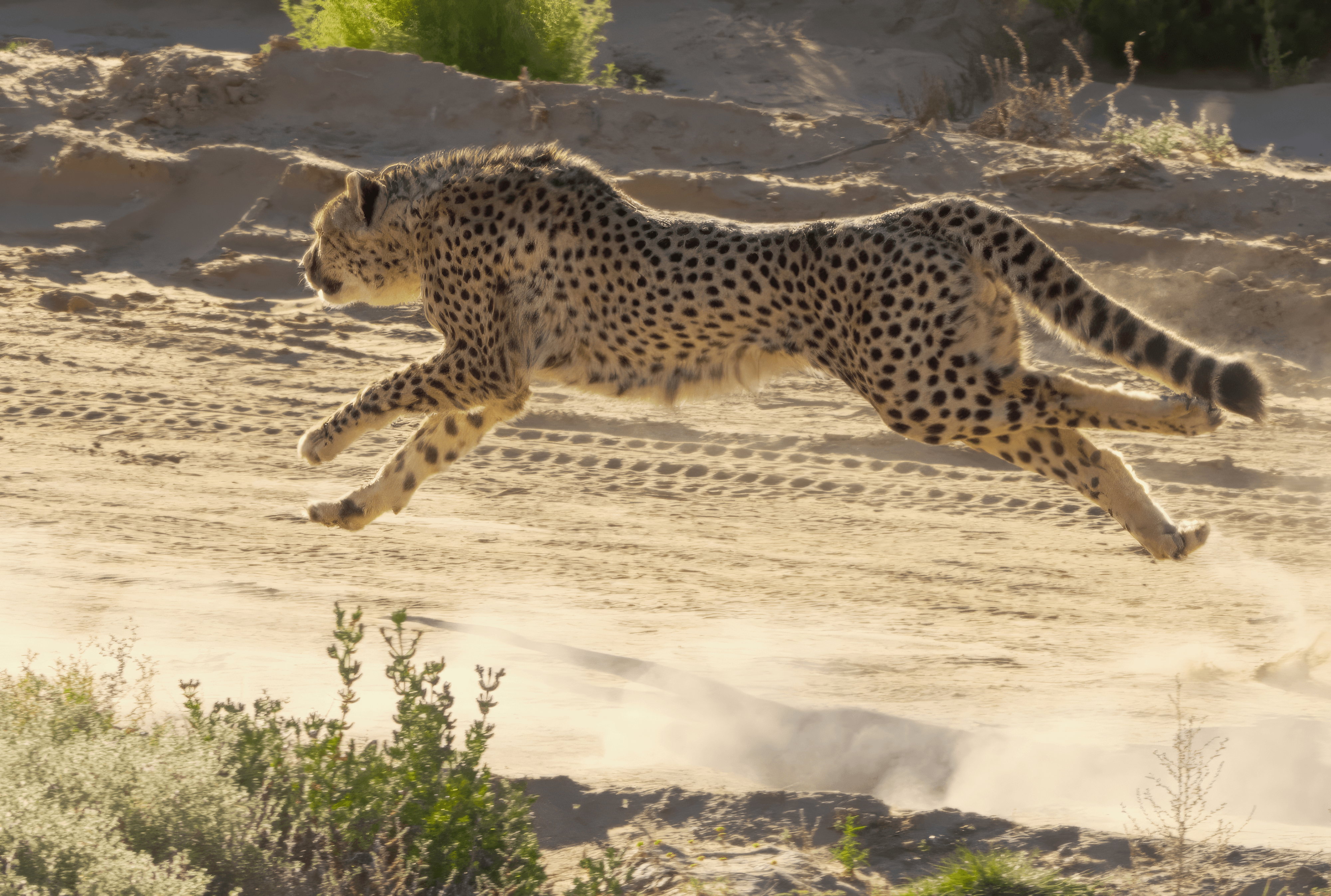Aerial Grace: Cheetah's Moment of Flight