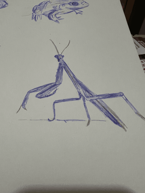 Mantis attempt