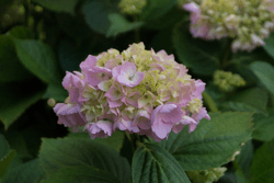 Fleurs collection image