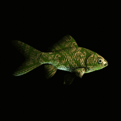 CryptoFish #3690
